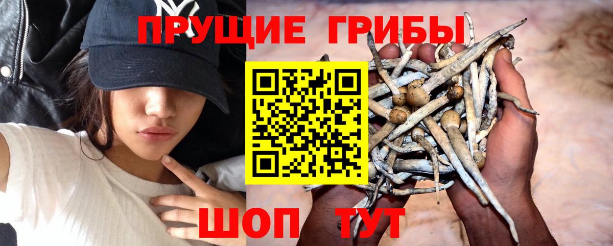 Псилоцибиновые грибы прущие грибы Обь